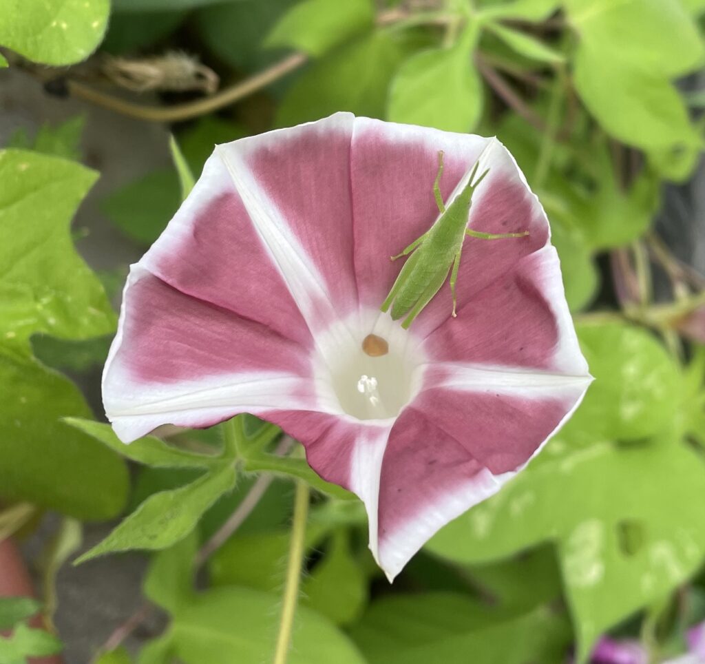 Opensea Morning glory collection